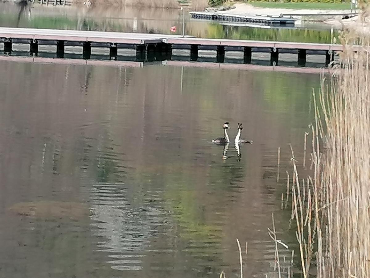 Ca' Dei Cigni Apartment Calceranica al Lago Bagian luar foto