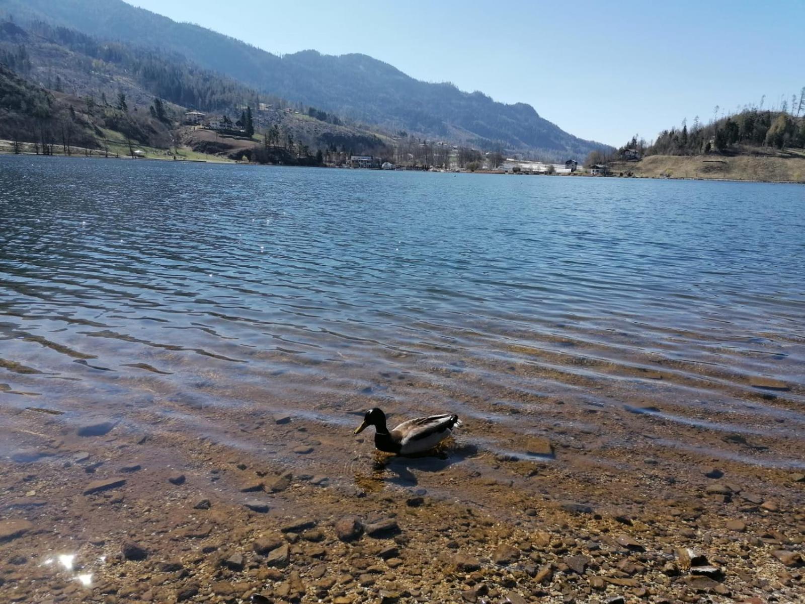 Ca' Dei Cigni Apartment Calceranica al Lago Bagian luar foto